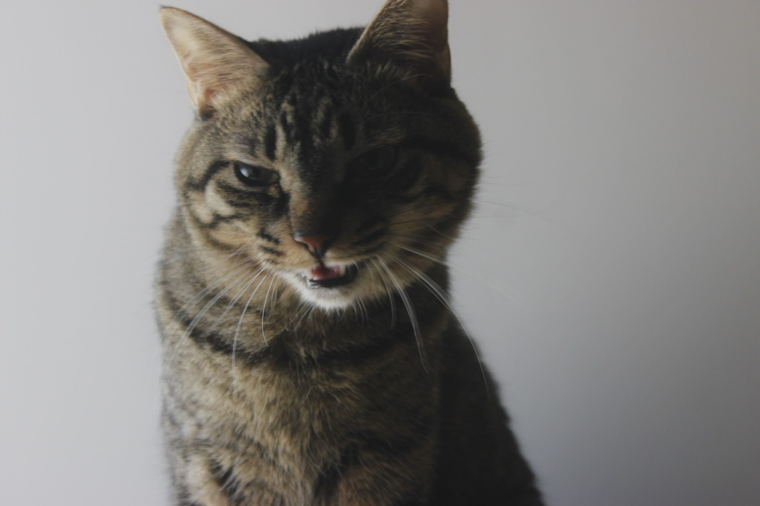 今日の猫｜GWの朝